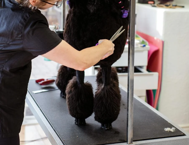 corte-de-pelo-perro-poodle peluquero canino cortando el pelaje de un perro Poodle en una mesa de grooming, enfocándose en las patas del perro