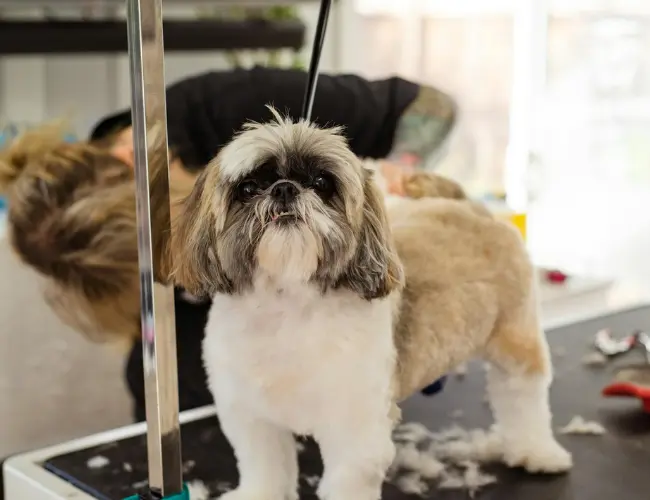 peluquería-canina-perro-shih-tzu Perro Shih Tzu de pie en una mesa de grooming, con un peluquero canino trabajando en el fondo en Baño y Peluquería Canina en Florida