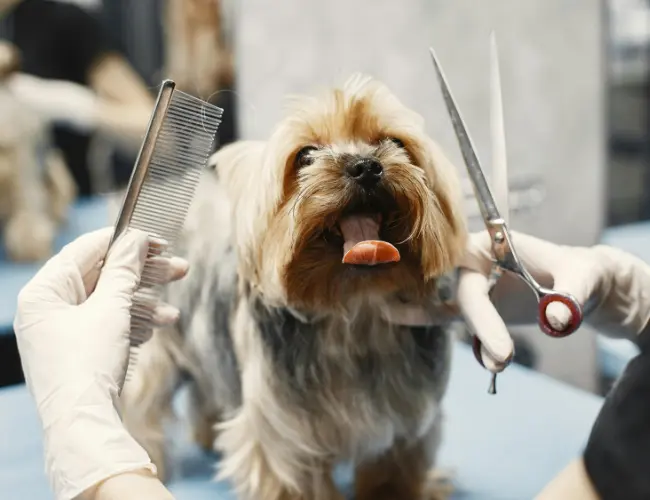 yorkshire-terrier-grooming-canino Peluquero canino usando una maquinilla para cortar el pelaje de un perro Yorkshire Terrier en una mesa de grooming, el perro tiene una expresión calmada.