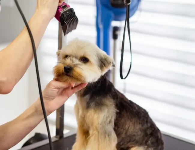 yorkshire-terrier-recorte-de-pelo peluquera canina cortando el pelo a un perro de raza yorkshire terrier