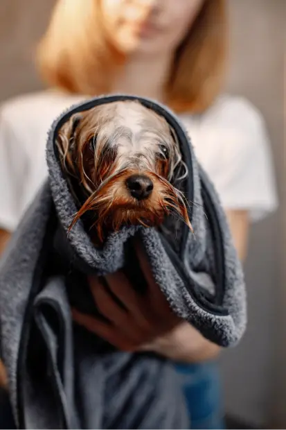 yorkshire-terrier-secado-baño-canino peluquera canina secando a un perro yorkshire terrier luego de su baño antipulgas